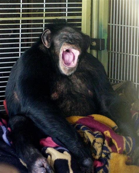 what happened to travis the chimp